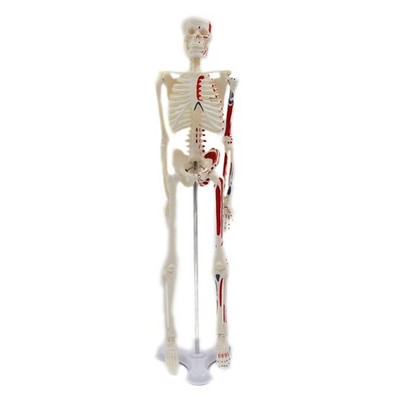 17.72 Mini Full Body Human Skeleton Model with Movable Arms and Legs for w/ Ba