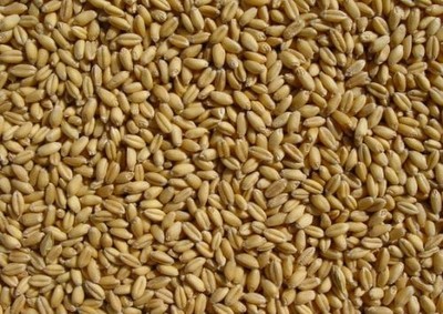 20 lbs Soft White Wheat   Premium Whole Grain for Milling, Baking, & Distilling