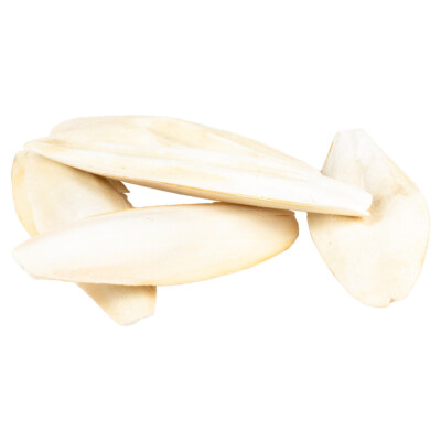 Witte Molen Sepia-Schale 5 kg für Vögel, Weiß, Calcium Quelle, 15-28 cm