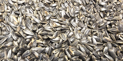 #ad USA black oil sunflower seed parrot feed exotic birdfeed wild bird seed $16.99