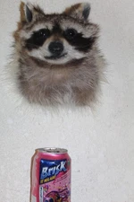 New Raccoon Mount Taxidermy Whitetail Deer Log Cabin Antler Decor Mule Novelty 