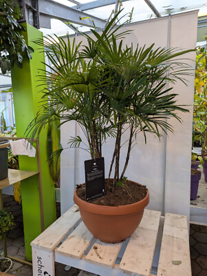 Rhapis multifida Fingerpalme 100-140cm exotische Palme Zimmerpflanze  Raritt | eBay.de