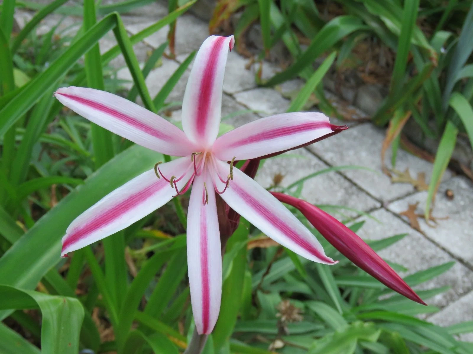 Crinum Lily - Thumbnail 4