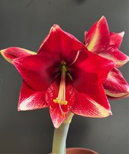 Hippeastrum American Dream -  Amaryllis
