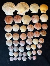 Natural Scallop Shell Lot of 46