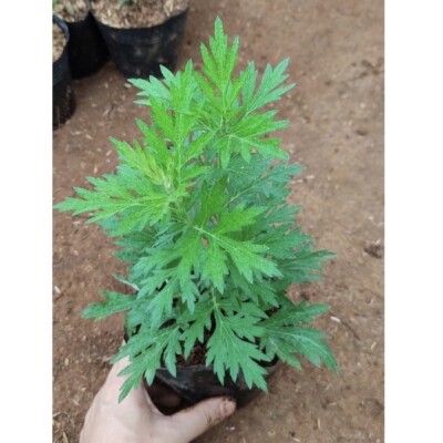 2 Live mugwort herb plant 10-12 Inch ( 2 Plants)
