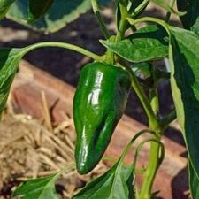 Ancho Poblano Pepper Seeds 25+ Vegetable NON-GMO HEIRLOOM USA FREE SHIPPING