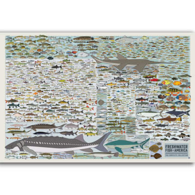 Fresh Water Fish Of America Education Children Animal Poster 21 24x36 E-689