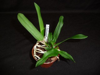 Cattleya Canhamiana (coerulea) ganz neu