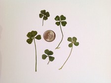 2 Ct. Real 4 Leaf Clover Dime Size Pressed/Loose For Scrapbooking/Crafts/Luck