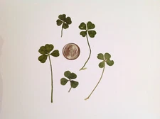 2 Ct. Real 4 Leaf Clover (Dime Size) Pressed/Loose For Scrapbooking/Crafts/Luck