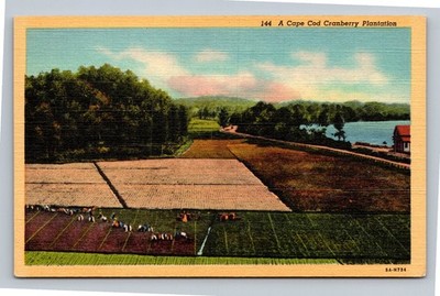 Vintage Cape Cod Cranberry Plantation Linen Postcard by Curt Teich