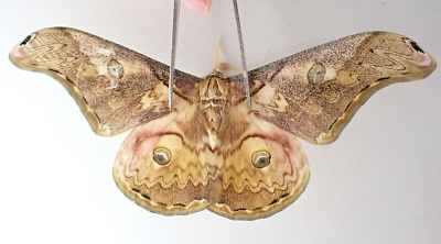 SA14655. Insects, butterflies: Saturnia thibeta. South Vietnam. | eBay