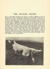 English Setter - CUSTOM MATTED - 1931 Vintage Dog Art Print