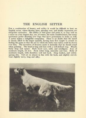 English Setter - CUSTOM MATTED - 1931 Vintage Dog Art Print 