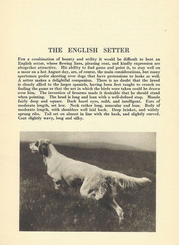 English Setter - CUSTOM MATTED - 1931 Vintage Dog Art Print 