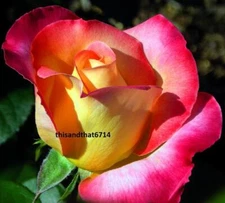 Love & Peace #18  Rose Rose Bush 50 or 100 Seeds~Rare-Free Shipping-USA Seller