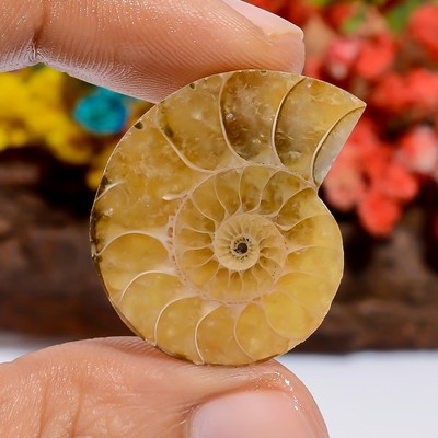 Authentic Ammonite Spiral Shape Cabochon Loose Gemstone 28 Ct. 27X22X5 mm