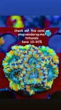 TNTcoral-New Release-Electric Bloom Acan 2p-WYSIWYG-Frag-Live Coral-LPS-SPS-ZOA