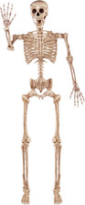 5.6 FT Halloween Posable Life Size Skeleton, Full Body Realistic Bones with Mova