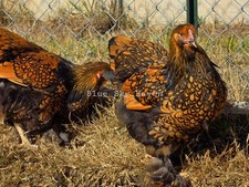  SOLD OUT 12 RARE Gold Laced Brahma - Stunning Quality - Hatching Eggs    