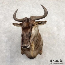 #20301 EL | White-Bearded Wildebeest Taxidermy Shoulder Mount For Sale
