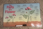 Plant Anatomy Labeled Chart Diagram on both sides  Dry Erase with marker  — photo 1