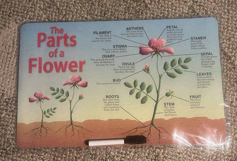 Plant Anatomy Labeled Chart Diagram on both sides  Dry Erase with marker 