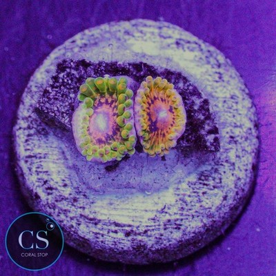 CS Grand Master Krak GMK Zoa - WYSIWYG Live Coral