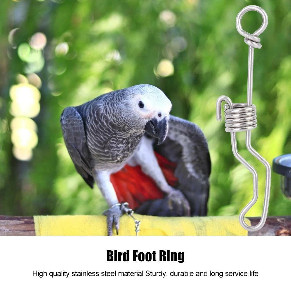 WowObjects® Parrots Training Foot Ring, 10Pcs Bird Foot Ring, Alloy  Material for Parrots(Number 7) : Amazon.in: Pet Supplies