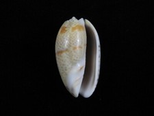 Muschel Oliva bulbosa f.bicingulata 42,8mm ID#8530