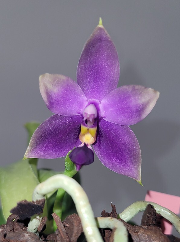 Orquídea Orquídea Phalaenopsis Samera var. azul × sib, fragante (8 Pr)