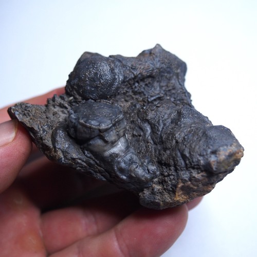 294gr Rugosa, Tabulata Czech Fossil Coral Devonian 1539 - Picture 2 of 22