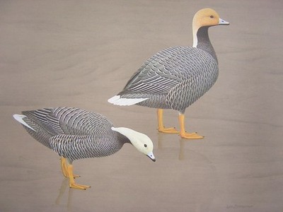 William Zimmerman Emperor Goose Waterfowl Art Print