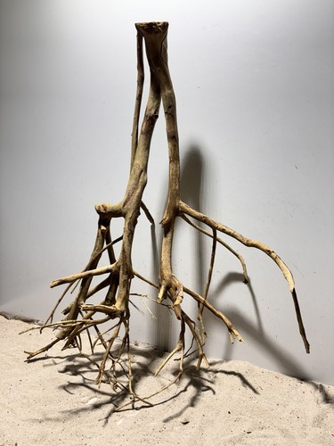 Talawa Wurzel XXL ähnlich Moorwurzel, Moorkien,Mangrove #648 L57 x T30 x H66 cm - Bild 5 von 12