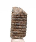 Crinoid Fossil Stem Echinoid Mineral Sea Life Specimen w/ Display Case & ID Card — photo 10