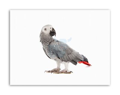 Tier Vogel Afrikanischer Graupapagei Natur Leinwand Kunstdruck