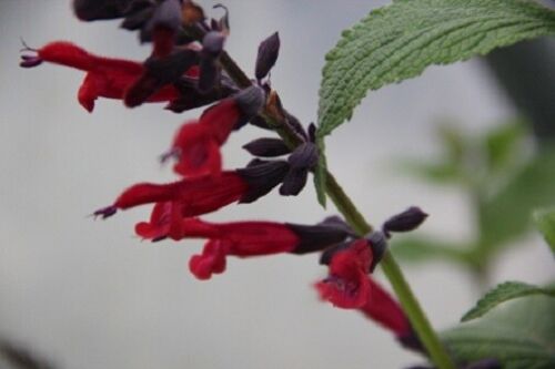 PERENNIAL SALVIA PLUG PLANTS PICK + MIX PAY ONLY ONE POSTAGE COST MIXED FLOWERS - Picture 43 of 88