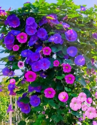 #ad 50Tall Morning Glory Seeds Mix Climbing Vine Flower Fence Garden USA $2.39