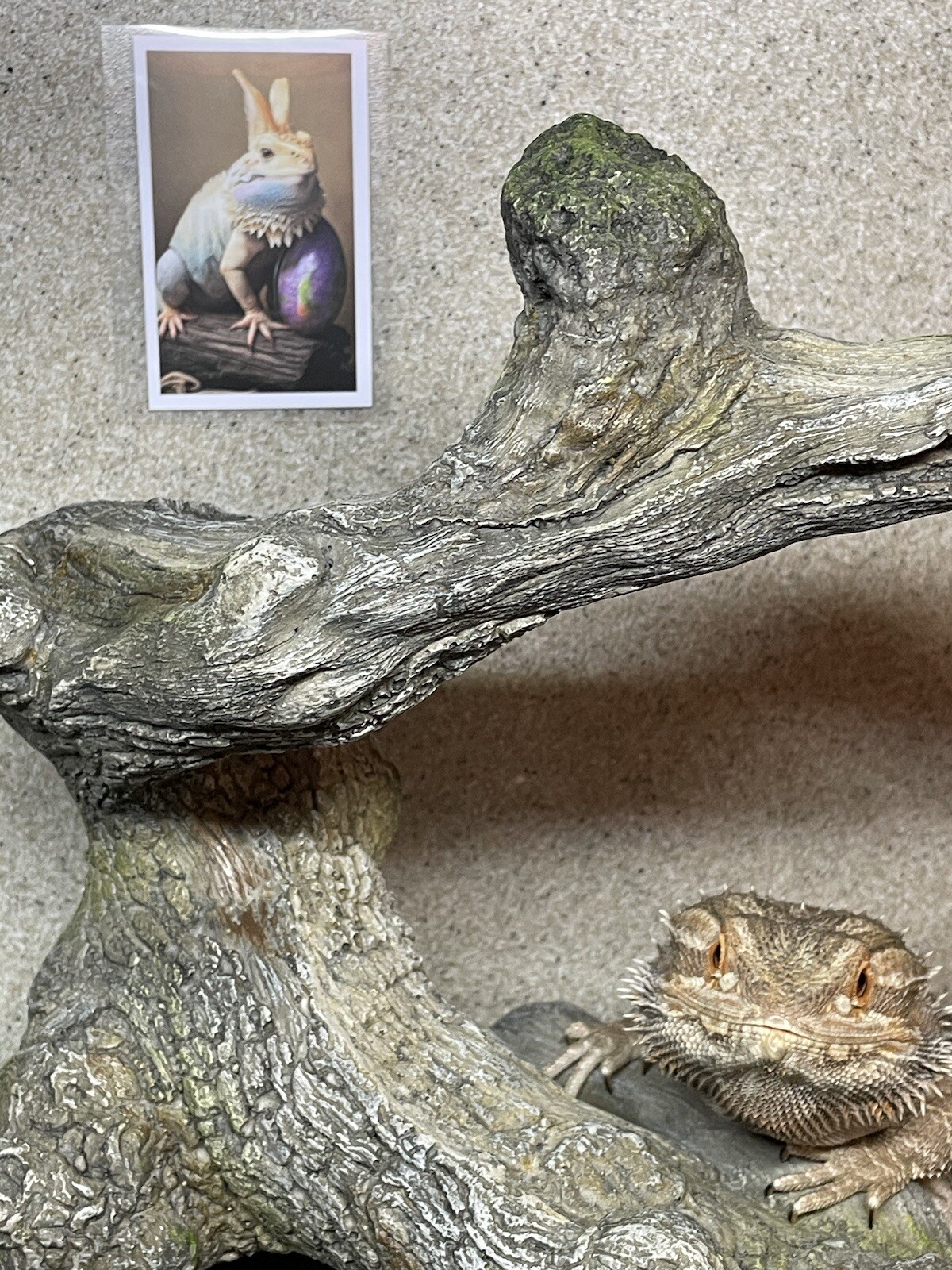 Bearded Dragons Tanks