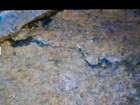 1944-D Lincoln Wheat Penny "L" On Rim Small To Large Cracks + More  — photo 10