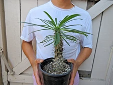 Madagascar Palm Plant Pachypodium Lamerei Cactus