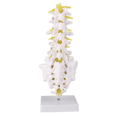 Lumbar Vertebral Spine Model Human Lumbar Educational Teaching Model Tool BAK