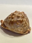 Bull’s Mouth Helmet Conch Shell - Natural & 3 Florida Fighting Conch Shells — photo 4