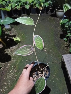 Real Picture Hoya Macrophylla Pink Tricolor Rare Plant
