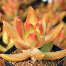 Copper Sedum Plant - Live Plants in 4 Inch Growers Pots