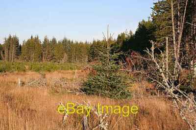 Photo 6x4 Conifer Plantations Cardhu It looks as if this enclave by the m c2007
