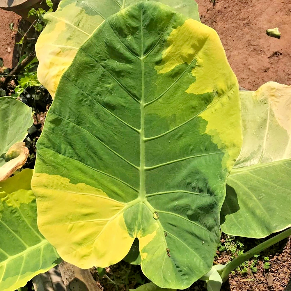 Colocasia Gigantea Variegated Aurea Leucocasia Gigantea Giant Elephant Ear  Rare | eBay