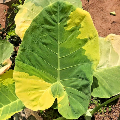 syngonium variegata aurea Syngonium Aurea – Okanoka
