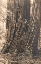 Vintage RPPC Man In Redwood Tree Crescent City CA California Real Photo Postcard